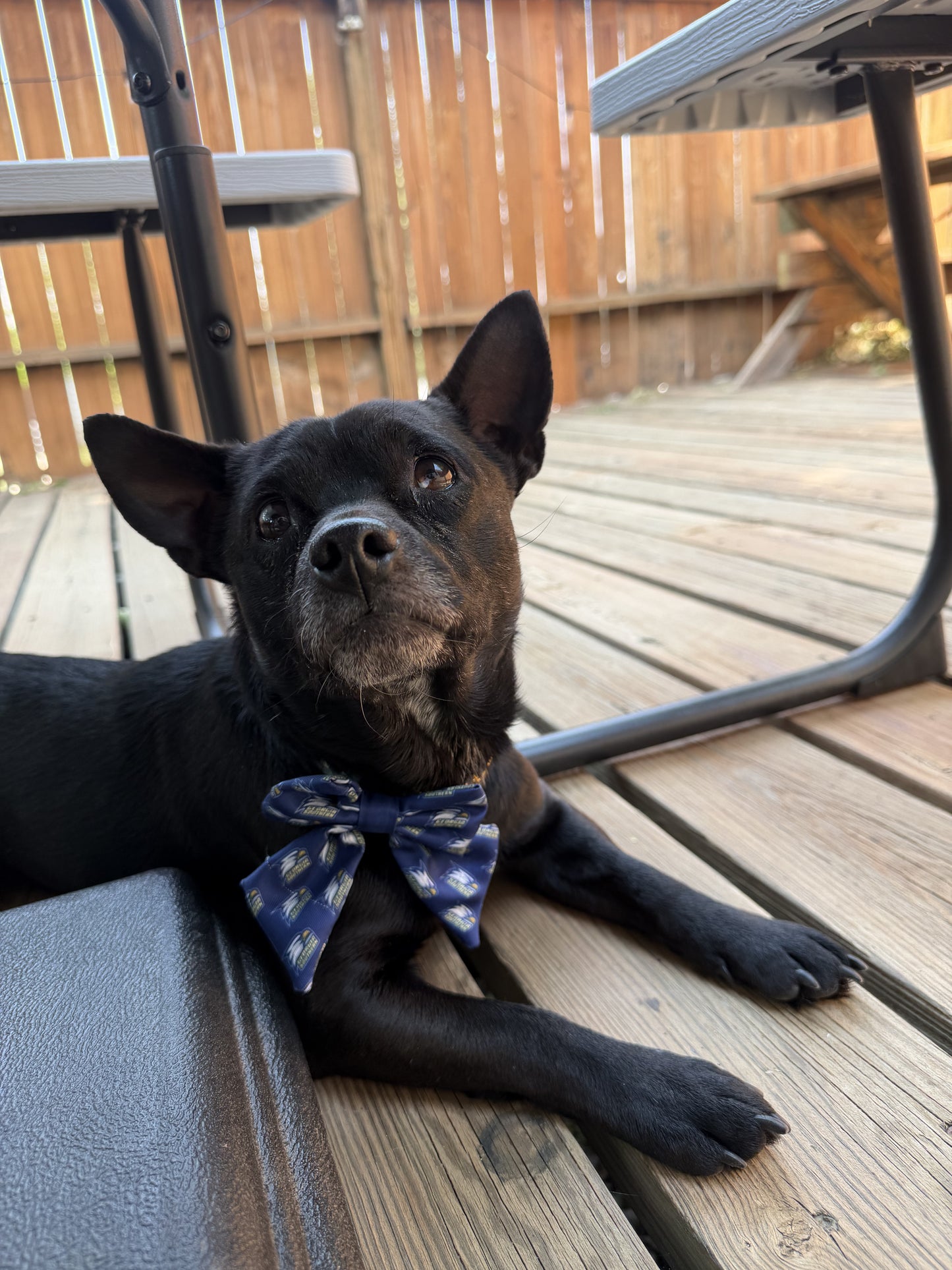 Georgia Southern Dog Over-Collar Bow Tie