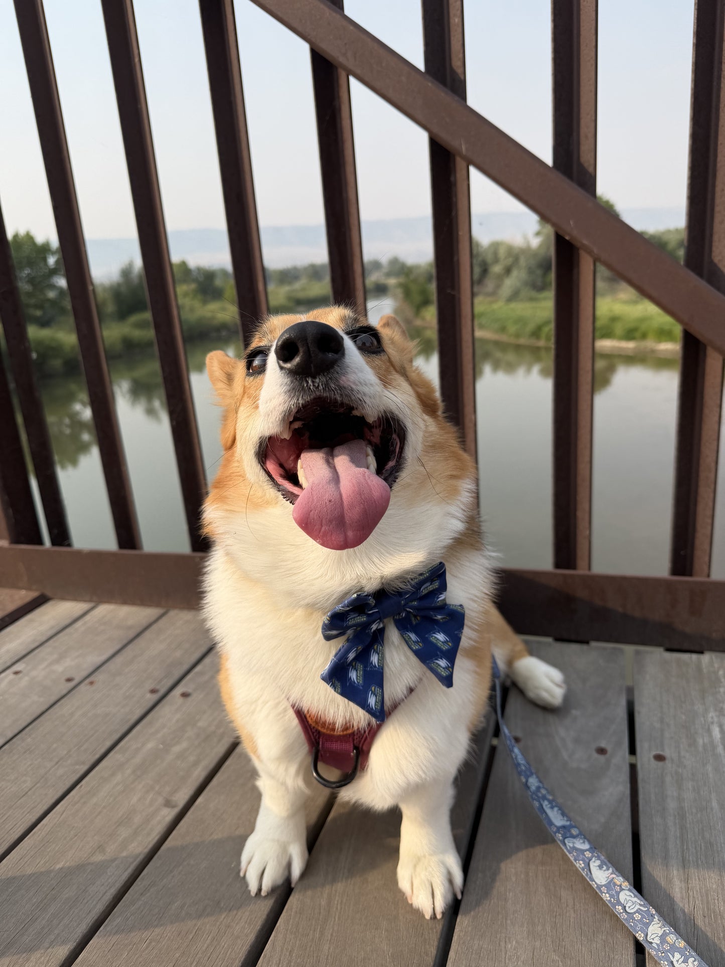Georgia Southern Dog Over-Collar Bow Tie