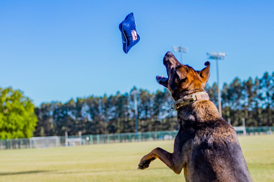 GSU Squeak Dog Bone Shaped Toy