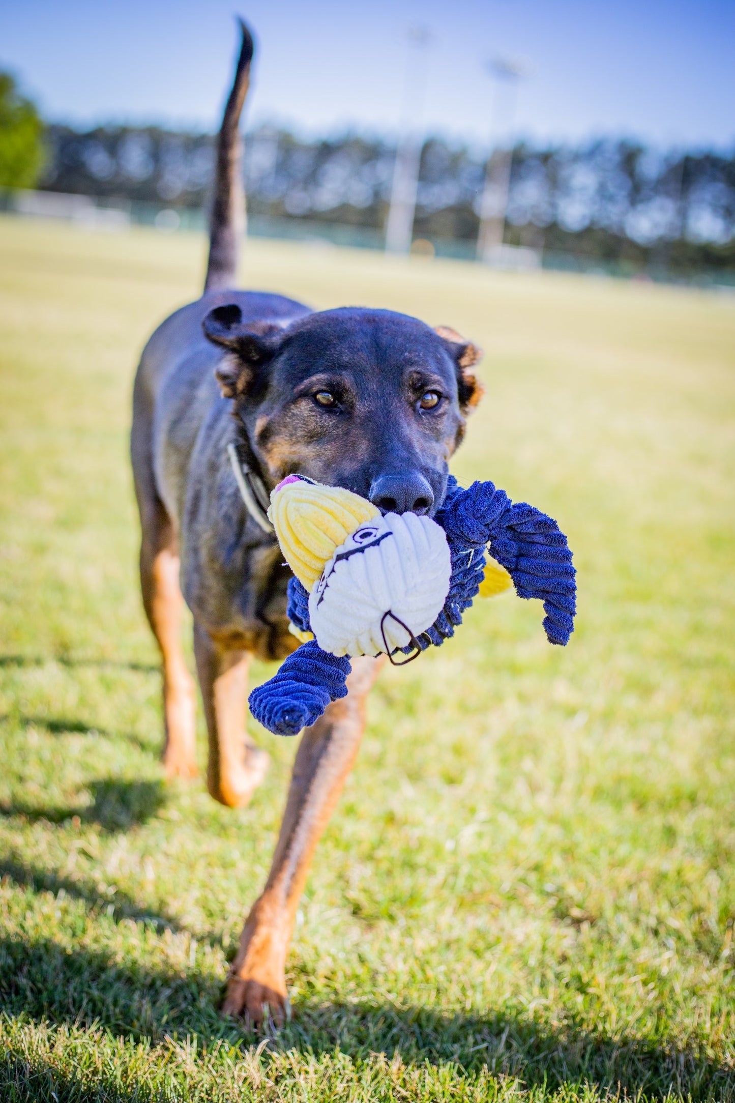 HuggleHounds® Gus The Eagle Knottie Dog Toy