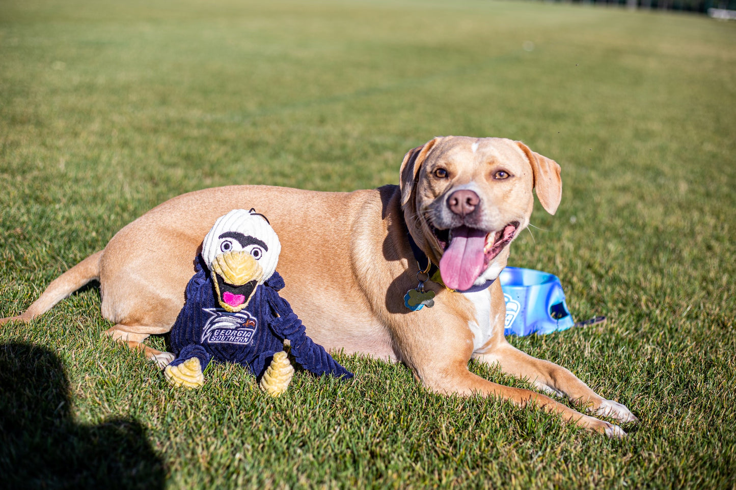 HuggleHounds® Gus The Eagle Knottie Dog Toy